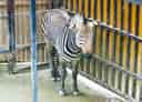 動物図鑑・ハートマンヤマシマウマの写真 9